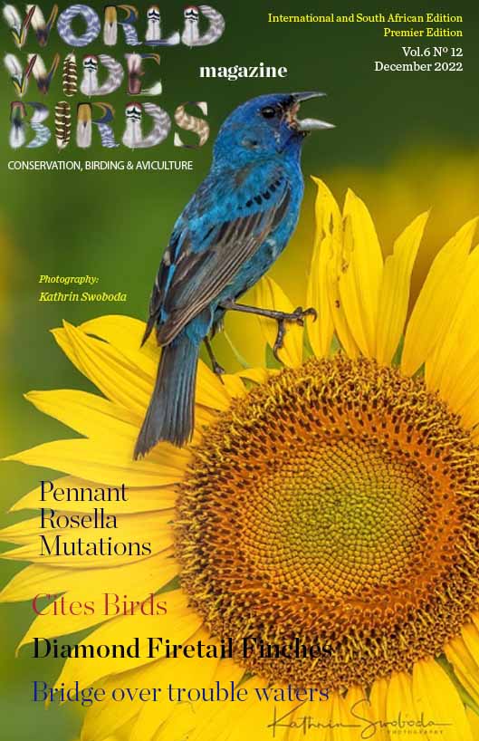 Pdf bird magazine Vol6 No12